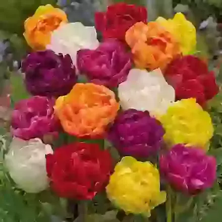 Early Double Tulip Mixture